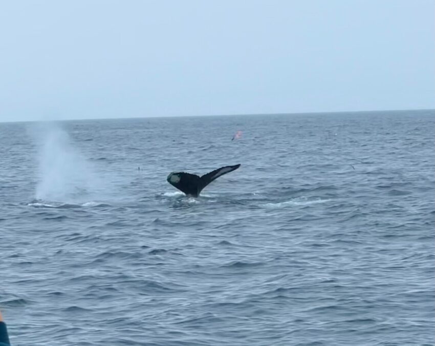 Accessible whale watching